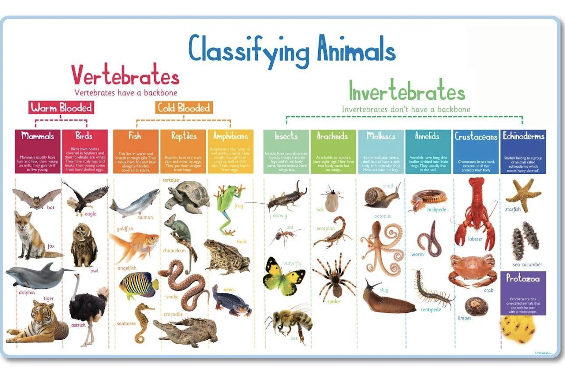 GitHub - AsmaSyedTajuddin/AnimalImageClassification: Animal Image ...