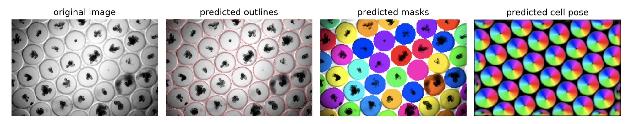 Extract all detected cells as independent images · Issue #205 ...