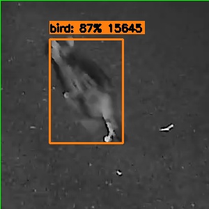 garage_bird_1602113099175