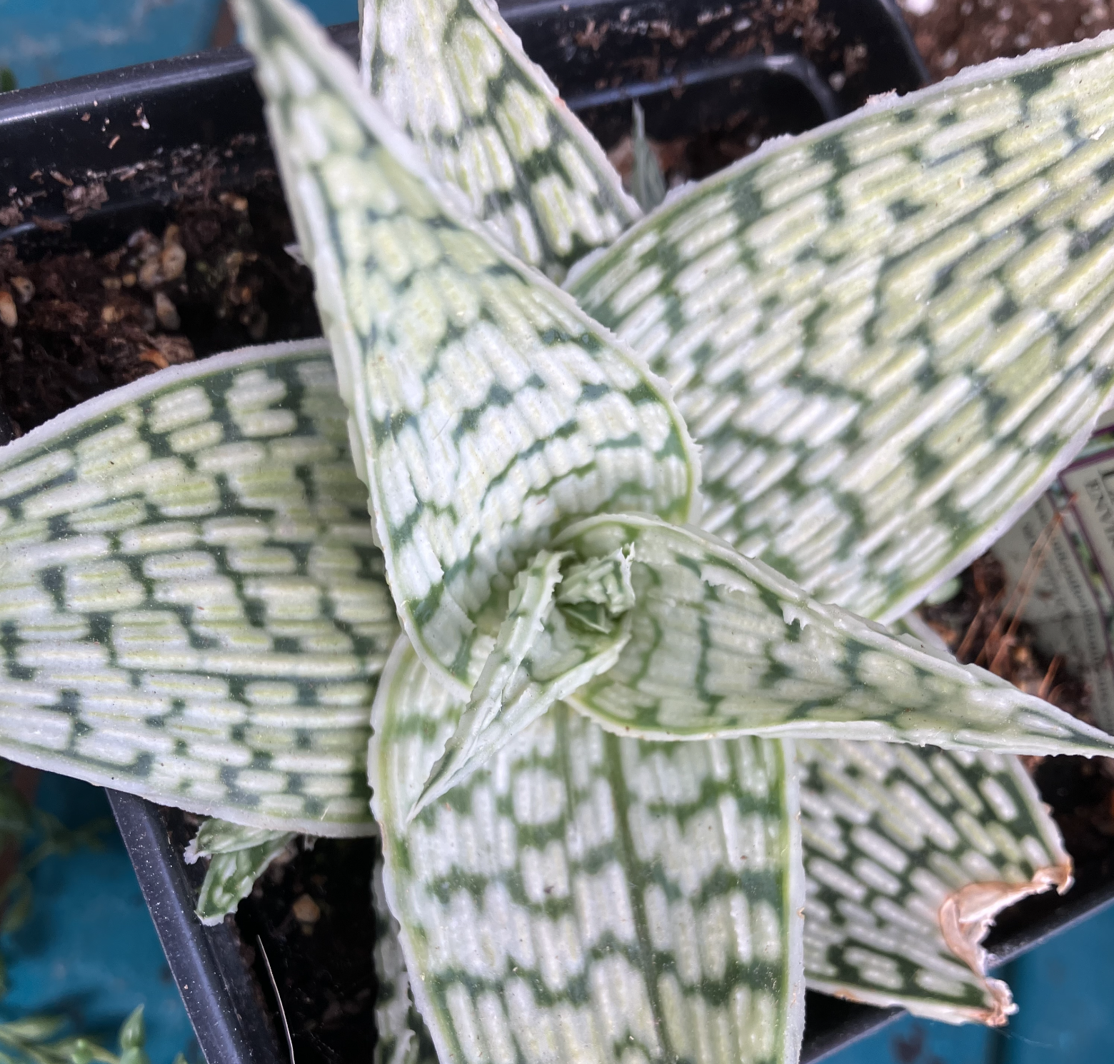 Haworthia leaf