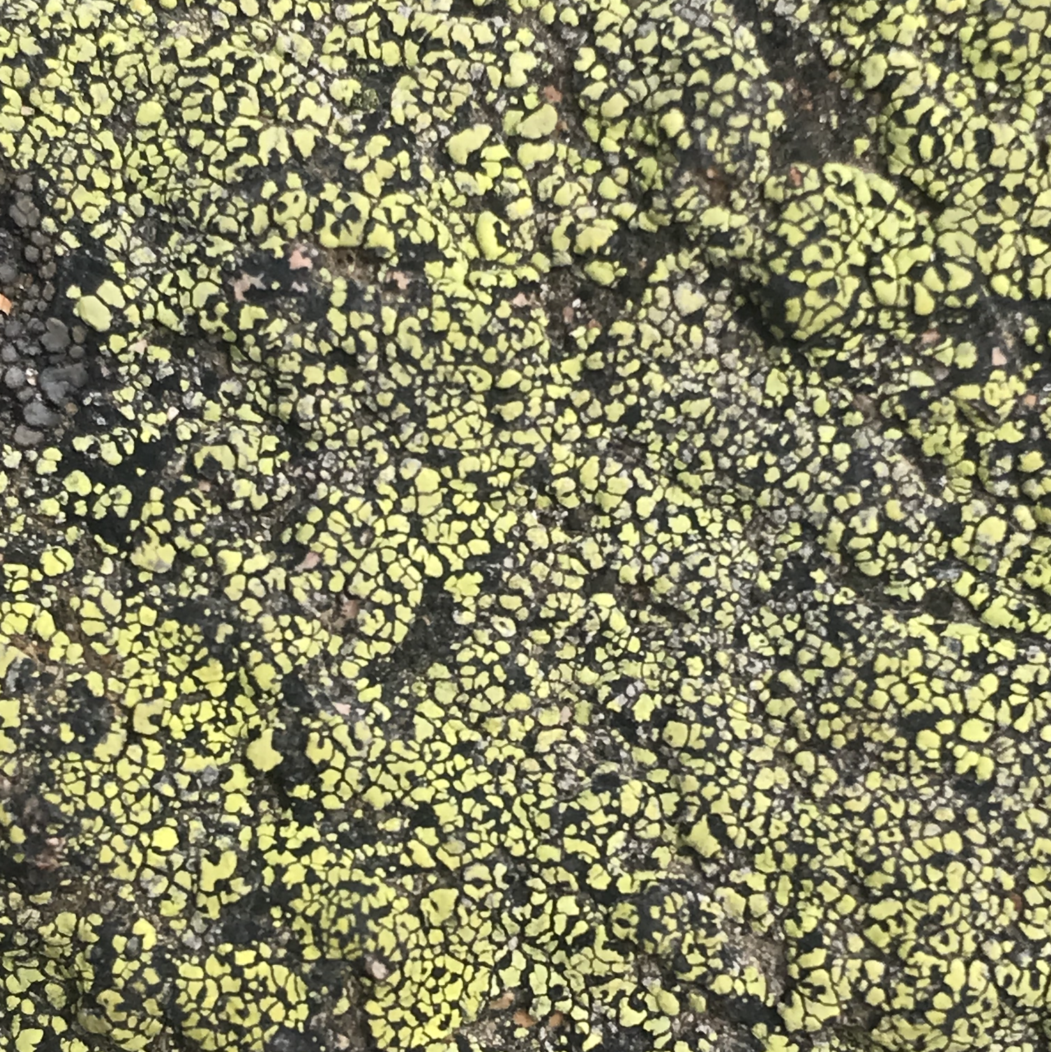 Lichen