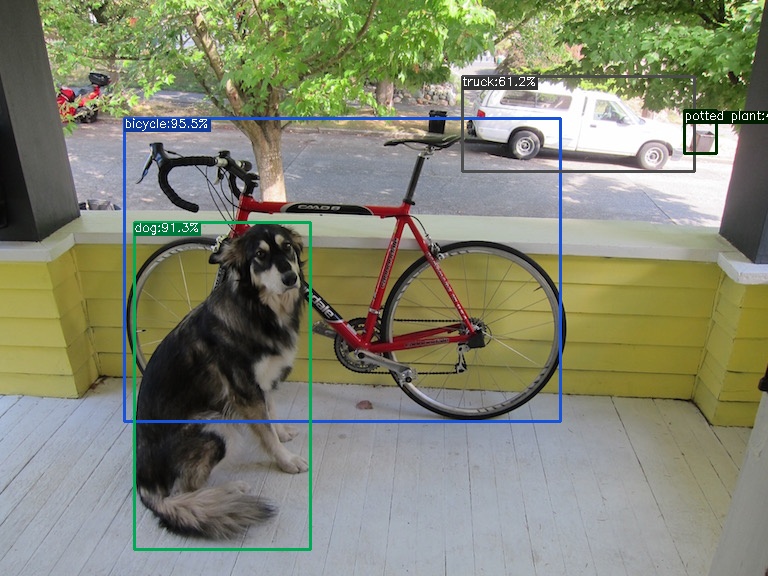 dog  11