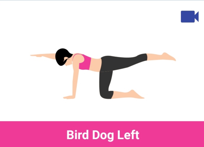 bird dog left