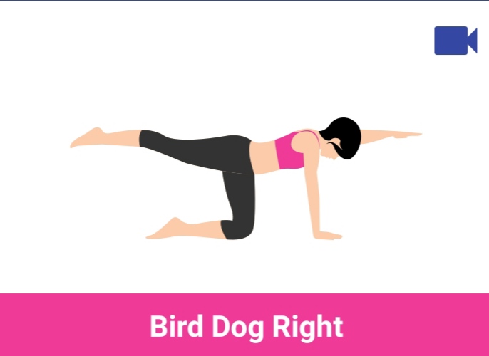 bird dog right