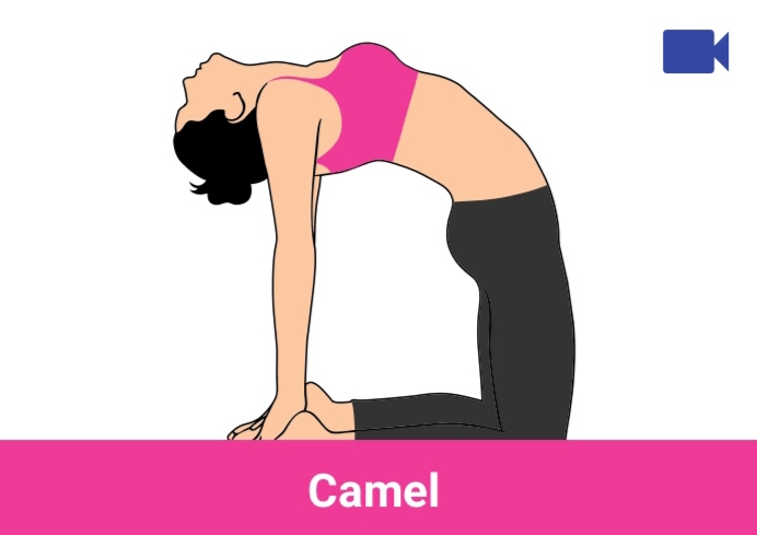 camel
