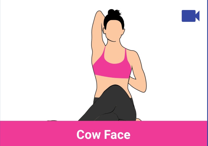 cow face