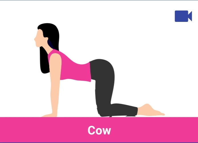 cow