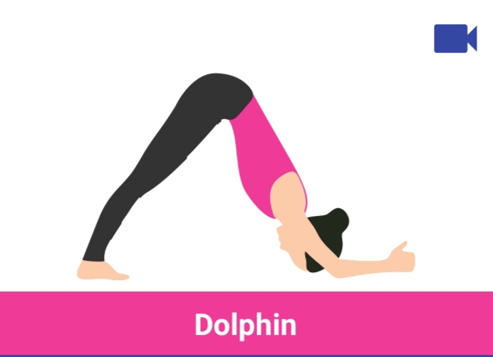 dolphin