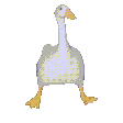 goos