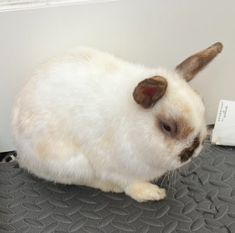 Sable Point Rabbit Pattern GitHub - valentinasantos100/dwarfbunnies