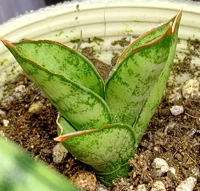 20211127_パゴダ_植え替え後