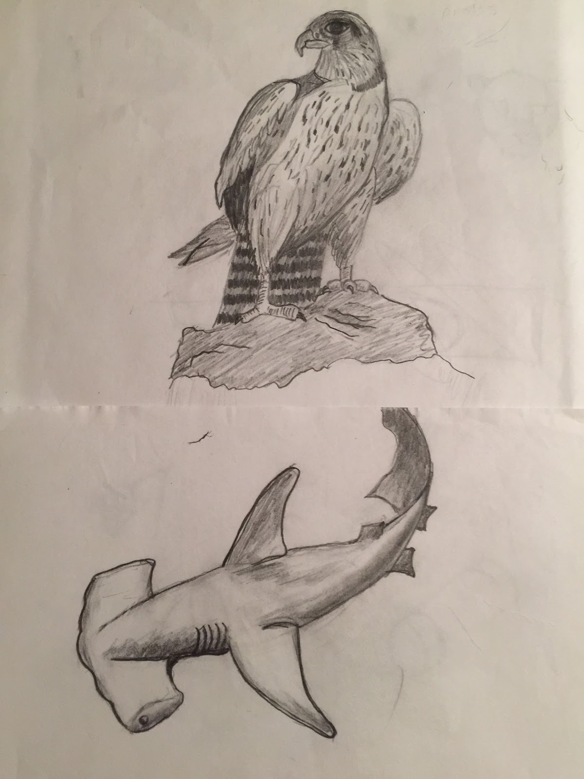 Animal Sketches