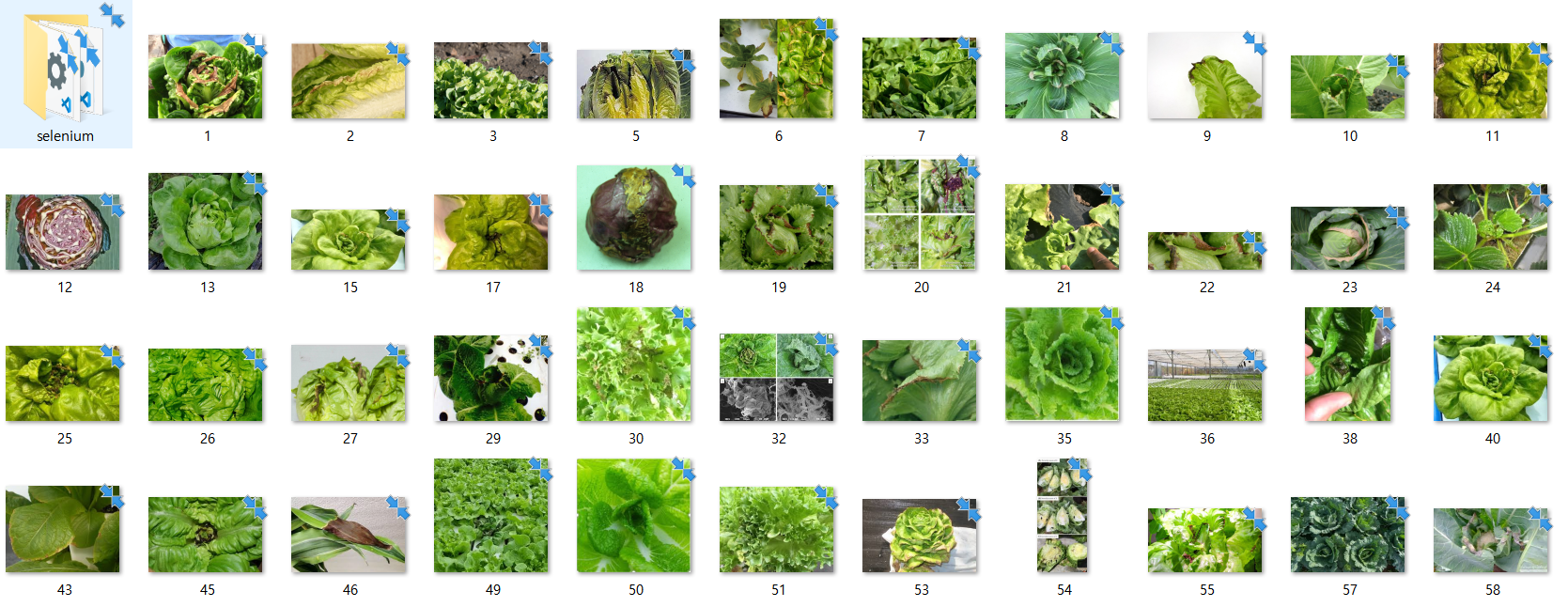 GitHub - joon725/Ai-Project---Flower-Recognition-Model