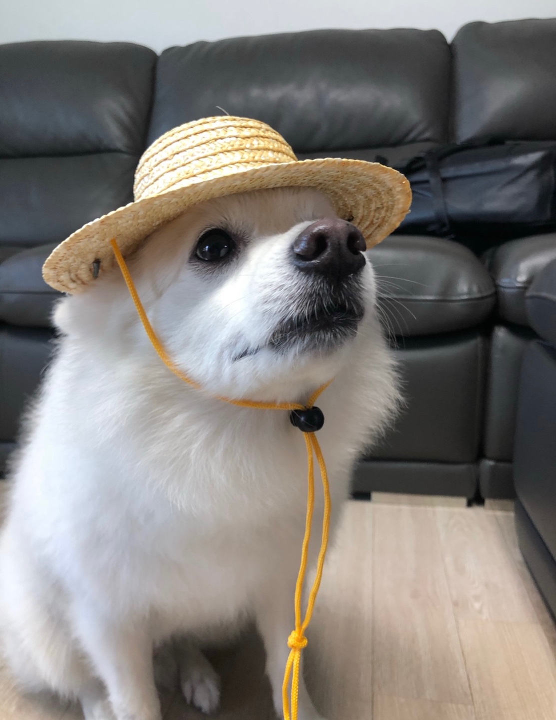 Perpet GitHub - wooyoung6685/perpet