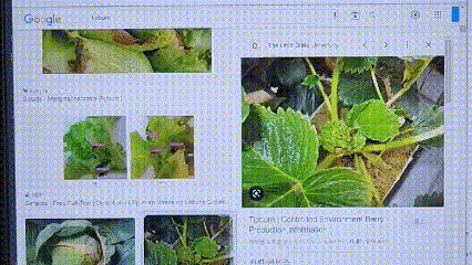 imagecrawling