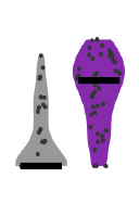vlnplot
