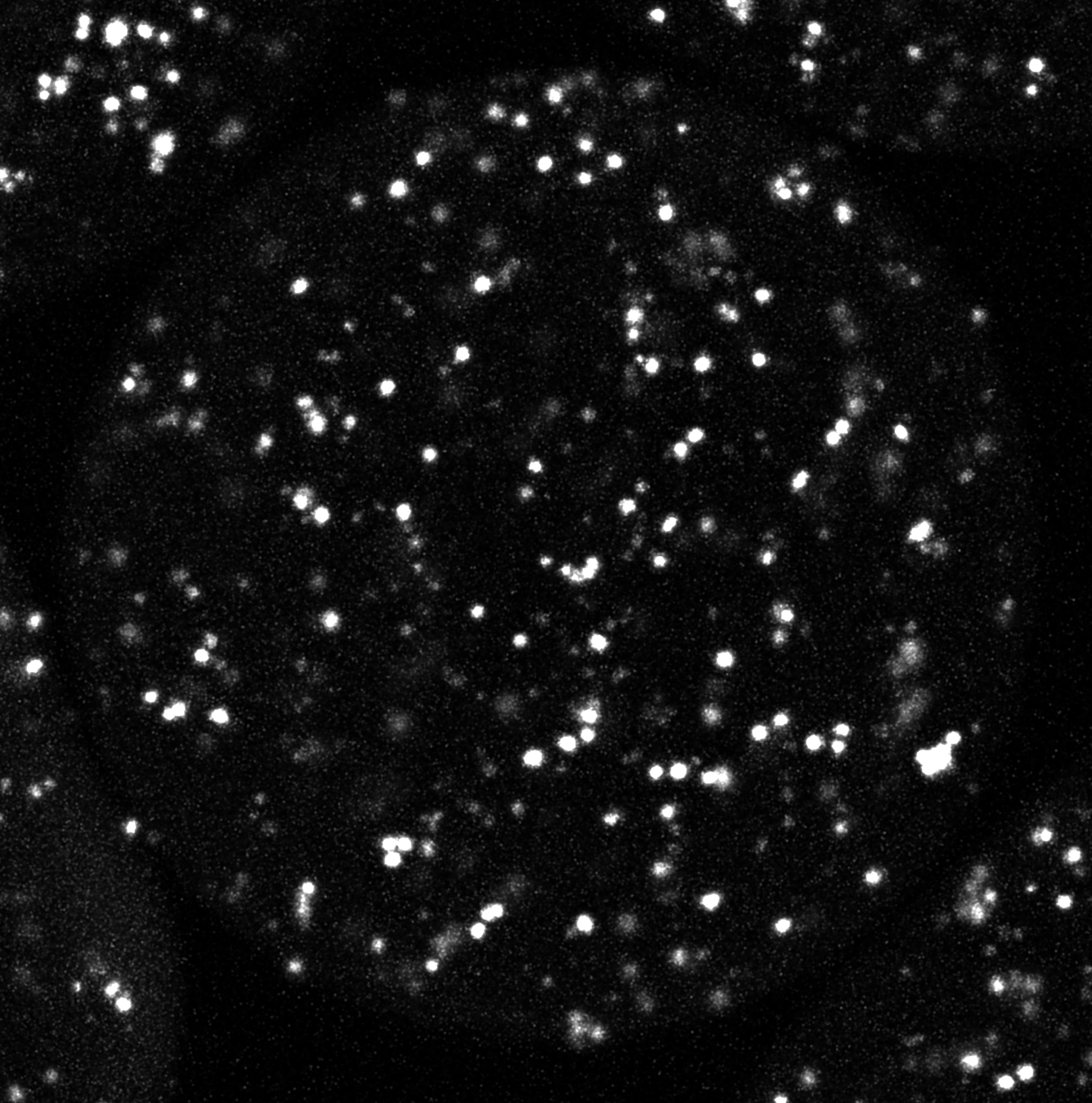 full_stack_crop_single_channel-2