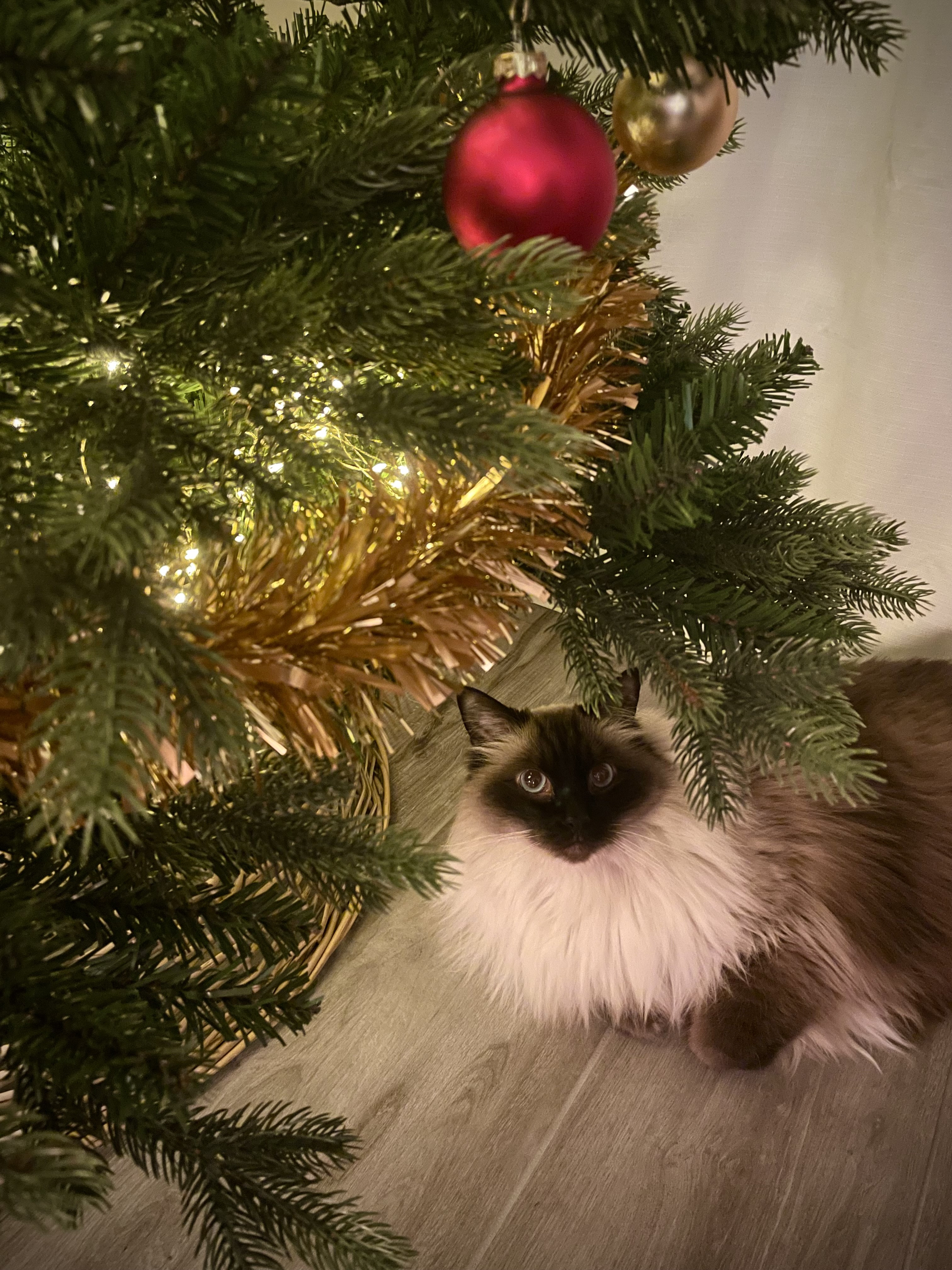 My girlfriend's cat, Ivan