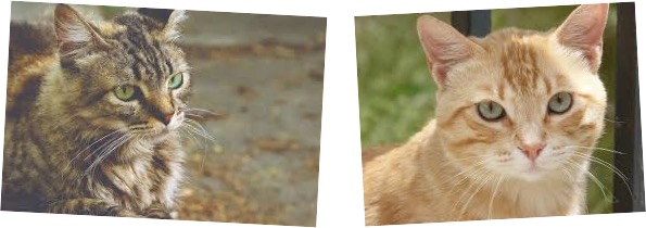 cat