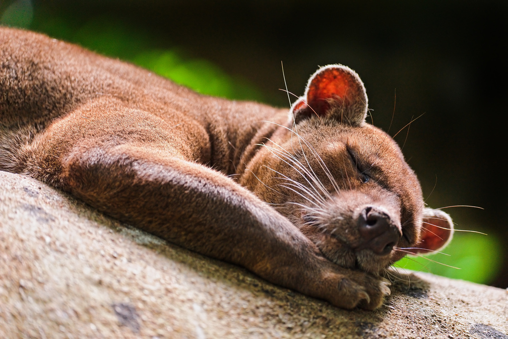 fossa