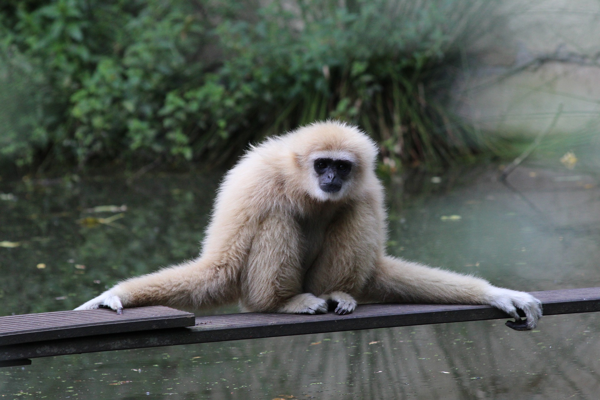 gibbon-2704683_1920