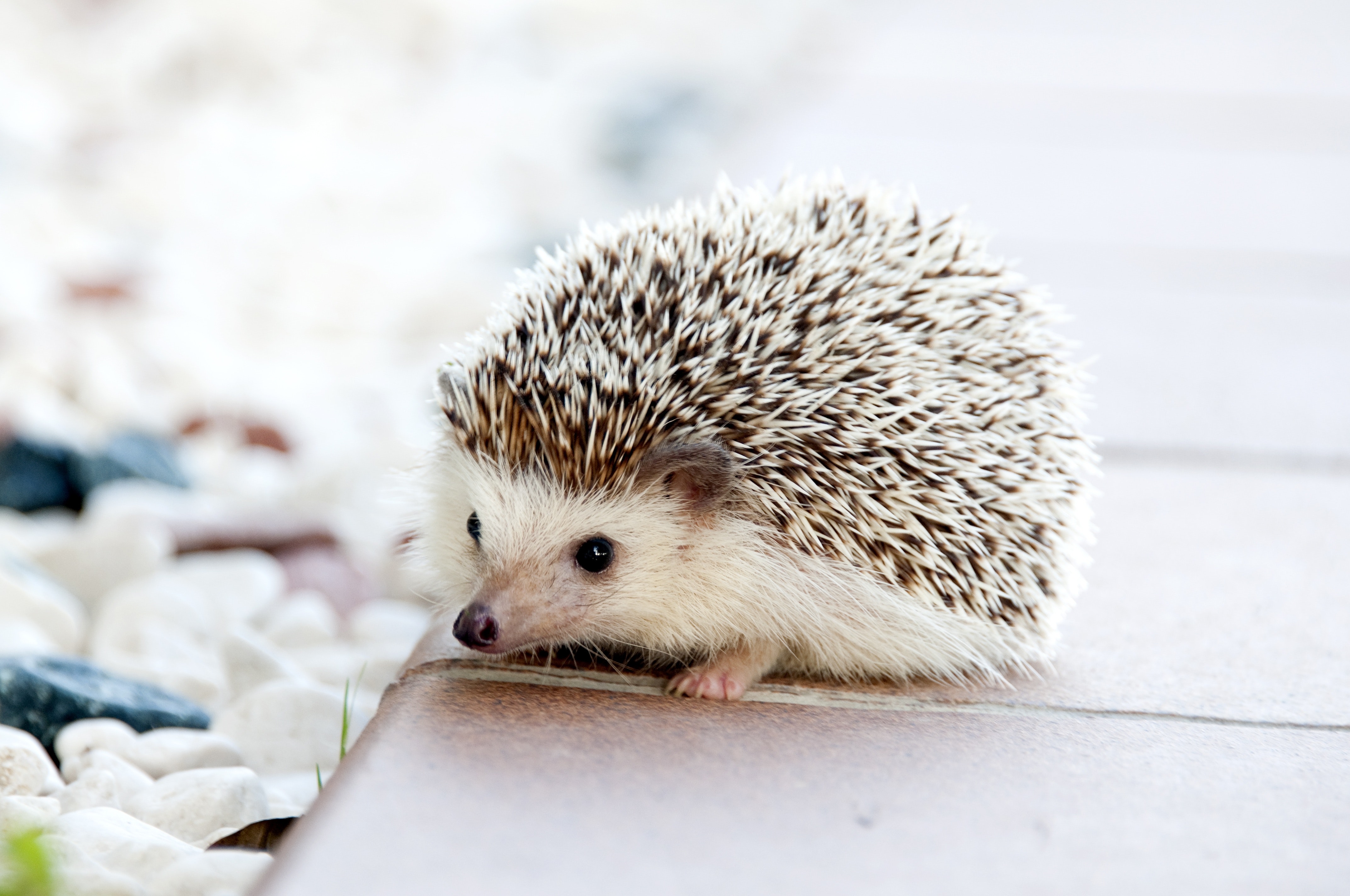 animal-cute-hedgehog-50577