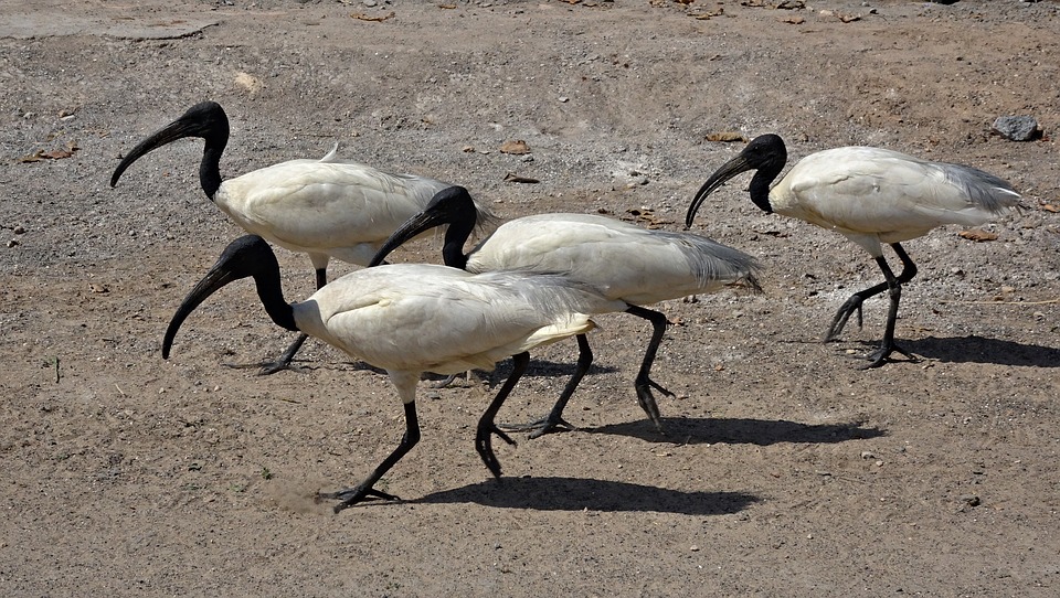 bird-oriental-white-ibis-ibis-black-headed-ibis-2235098