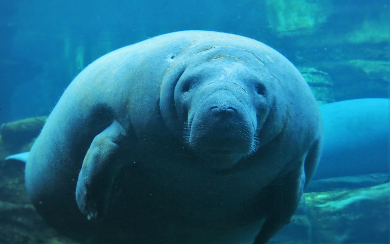 manatee