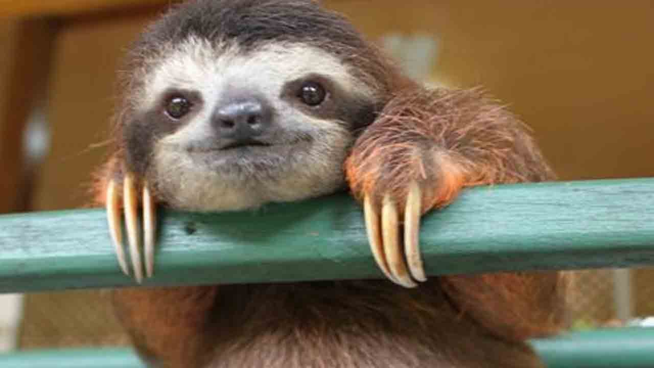cute_sloth