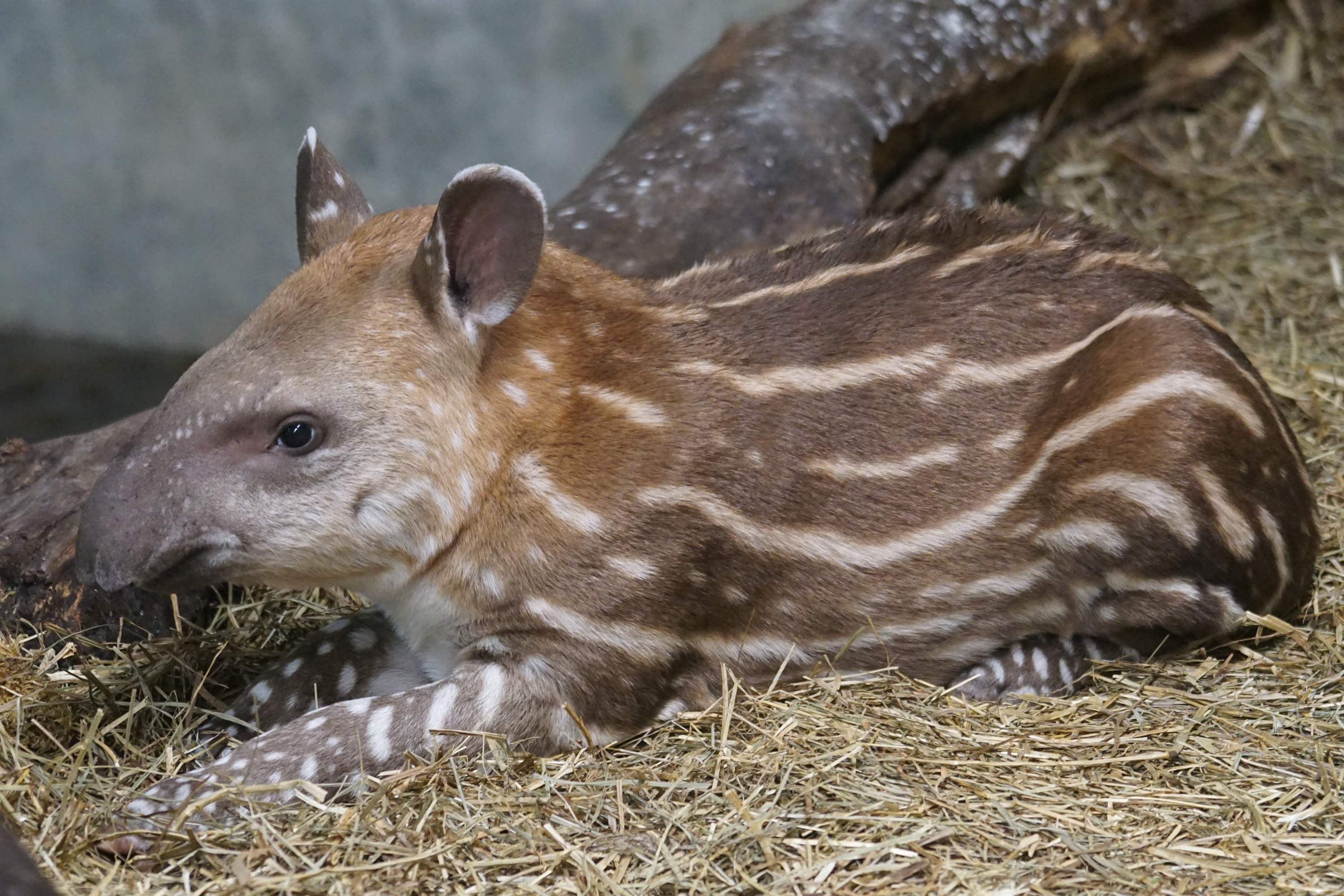 baby-tapir
