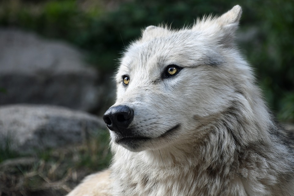 wolf-2826741_960_720