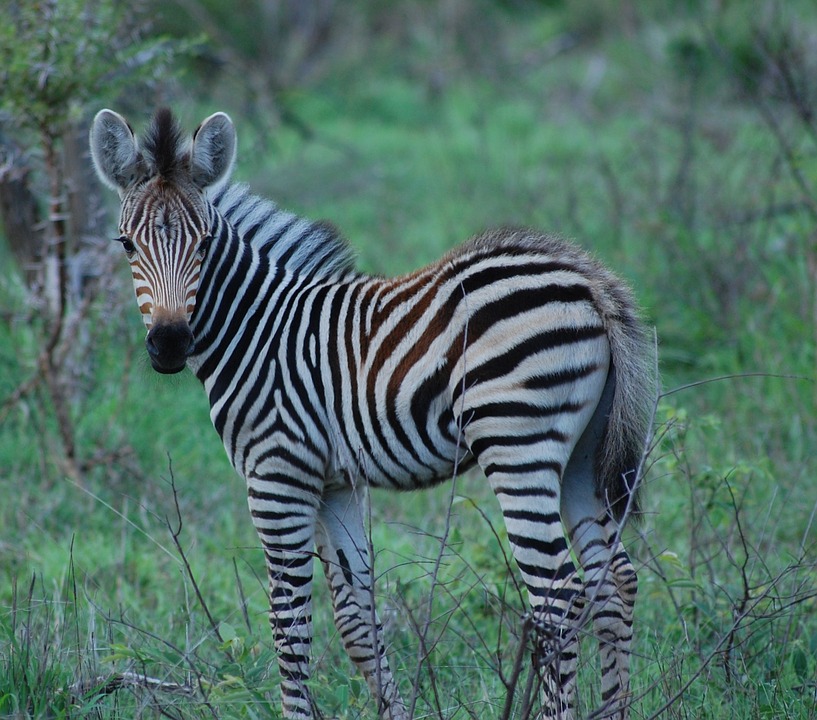 zebra
