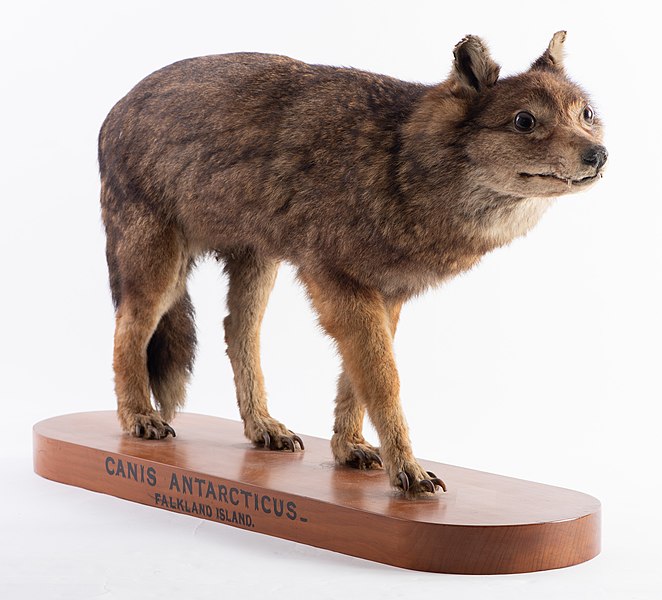 FalklandWolf