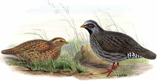 himalayan_quail