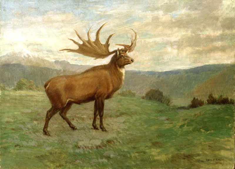 Knight_Megaloceros