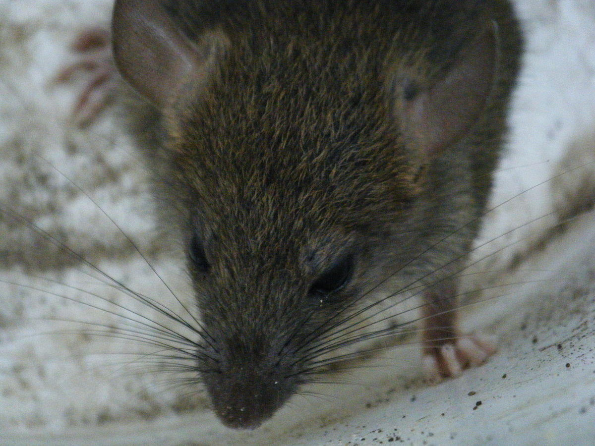 1200px-Rat_in_a_suburban_Vancouver_driveway
