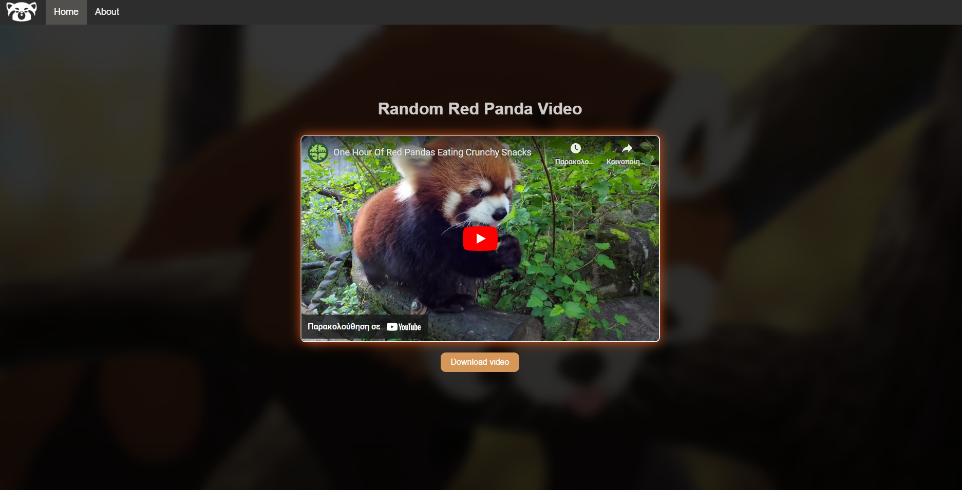 GitHub - niteazi/random-red-panda-video