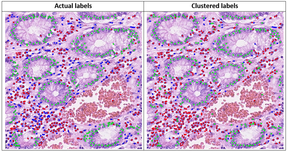 GitHub - AmirTabatabaei-git/CellCluster-FeaturesExtraction: Cell ...