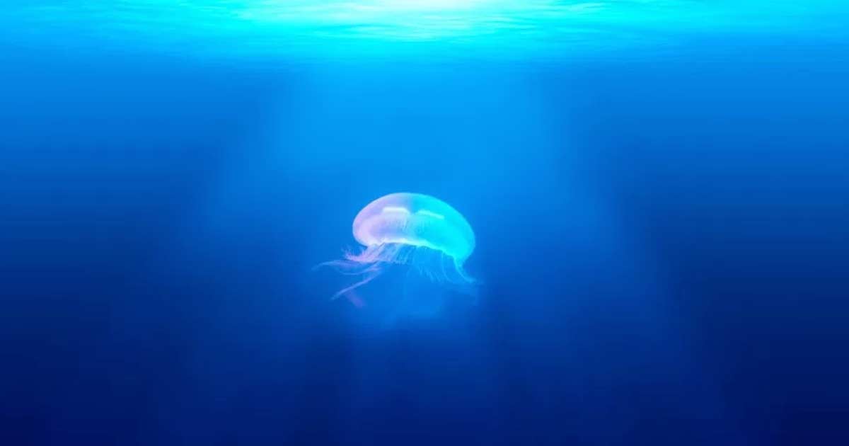 Image showing a jellyfish in a blue sea.