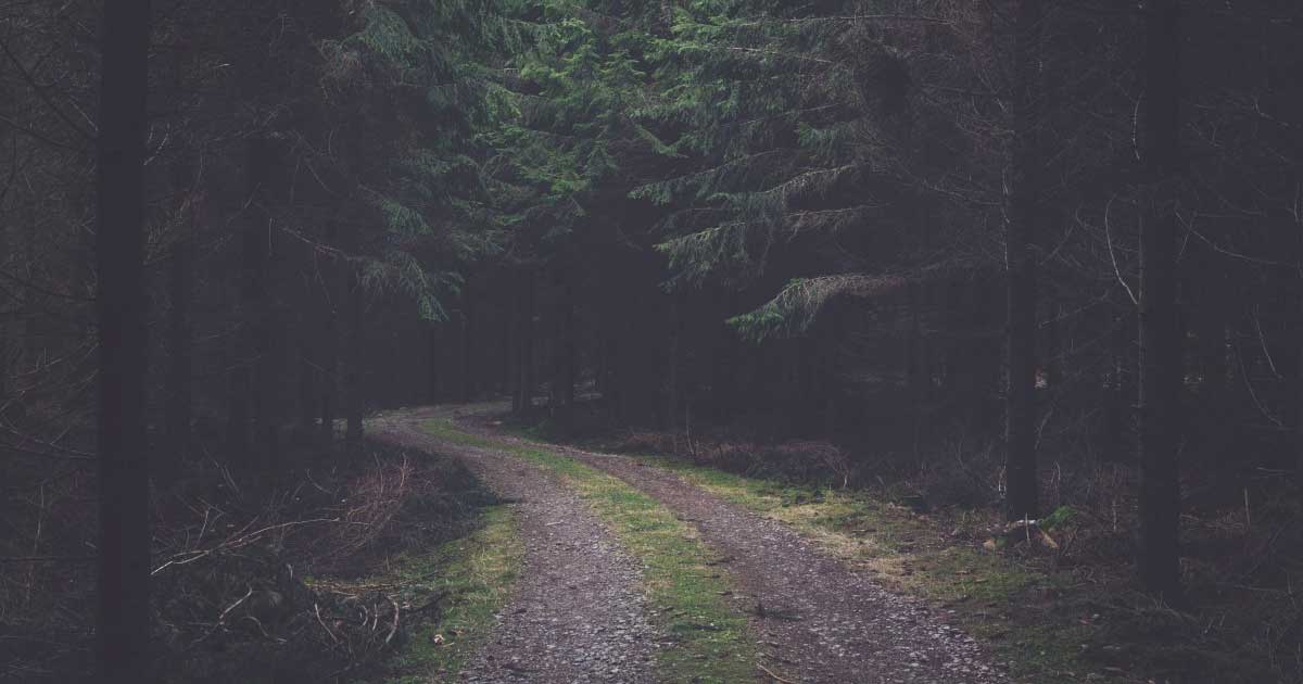 Estrada de terra em formato de S em uma floresta.