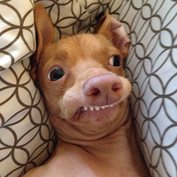 tuna-funny-dog-tunameltsmyheart-4