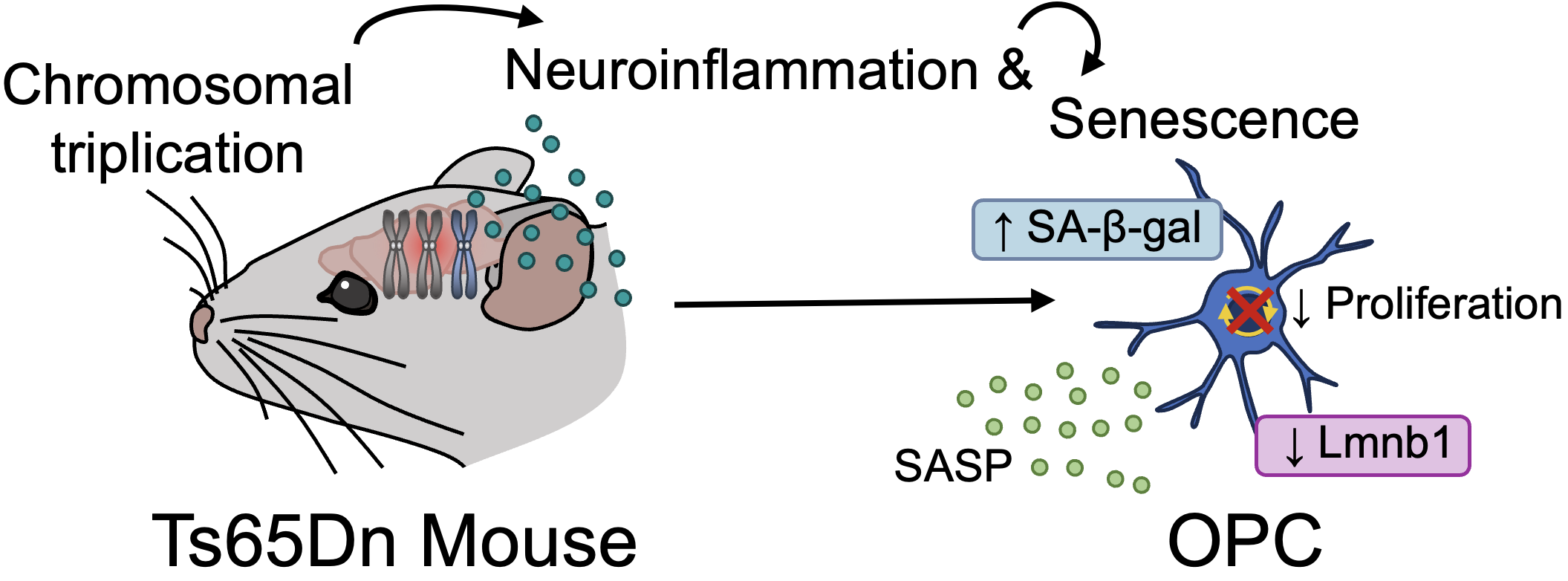 GitHub - KalishLab/Ts65Dn_OPC_Senescence: This GitHub page includes all ...