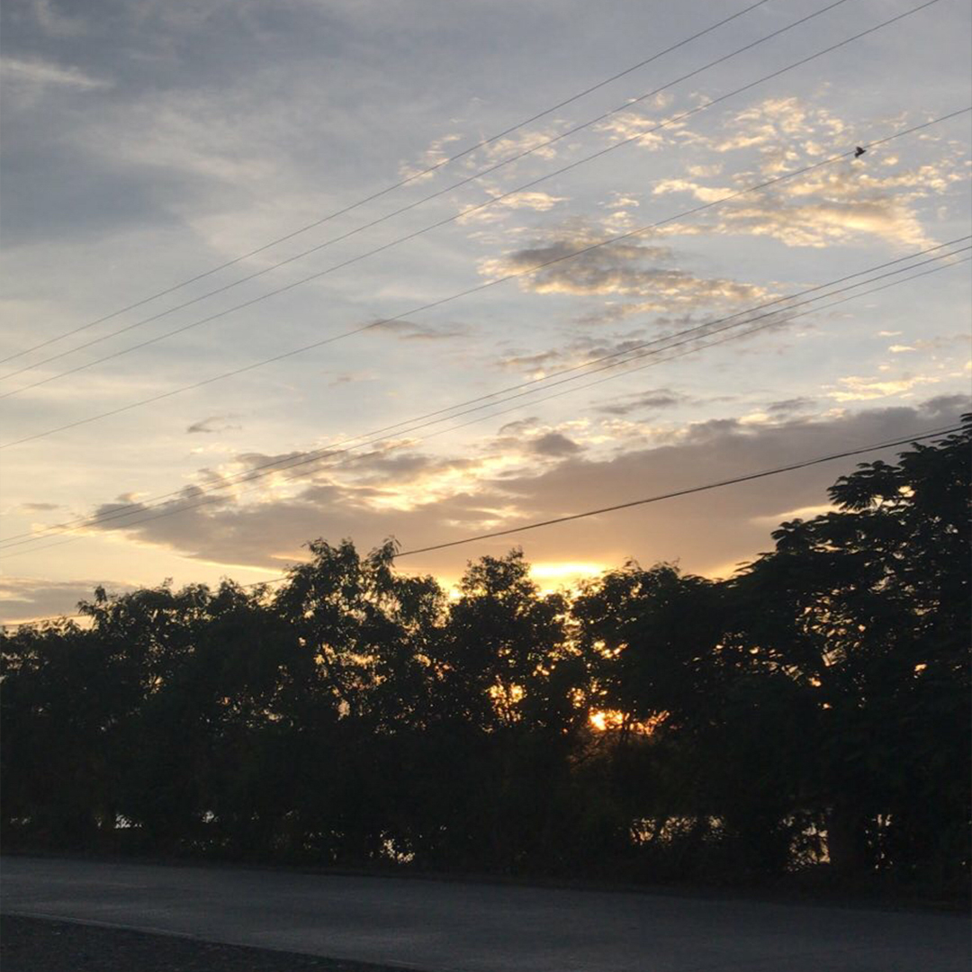 sunset through the trees