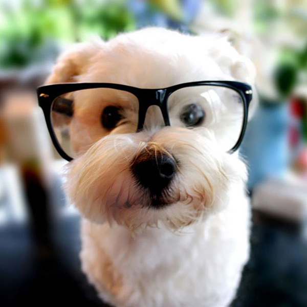 4936617-cute-animal-pictures