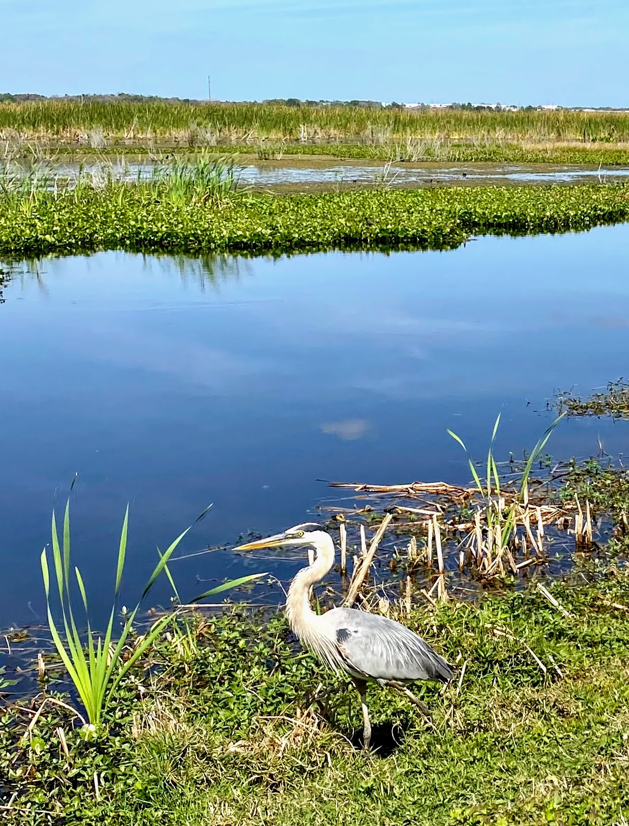 blue heron