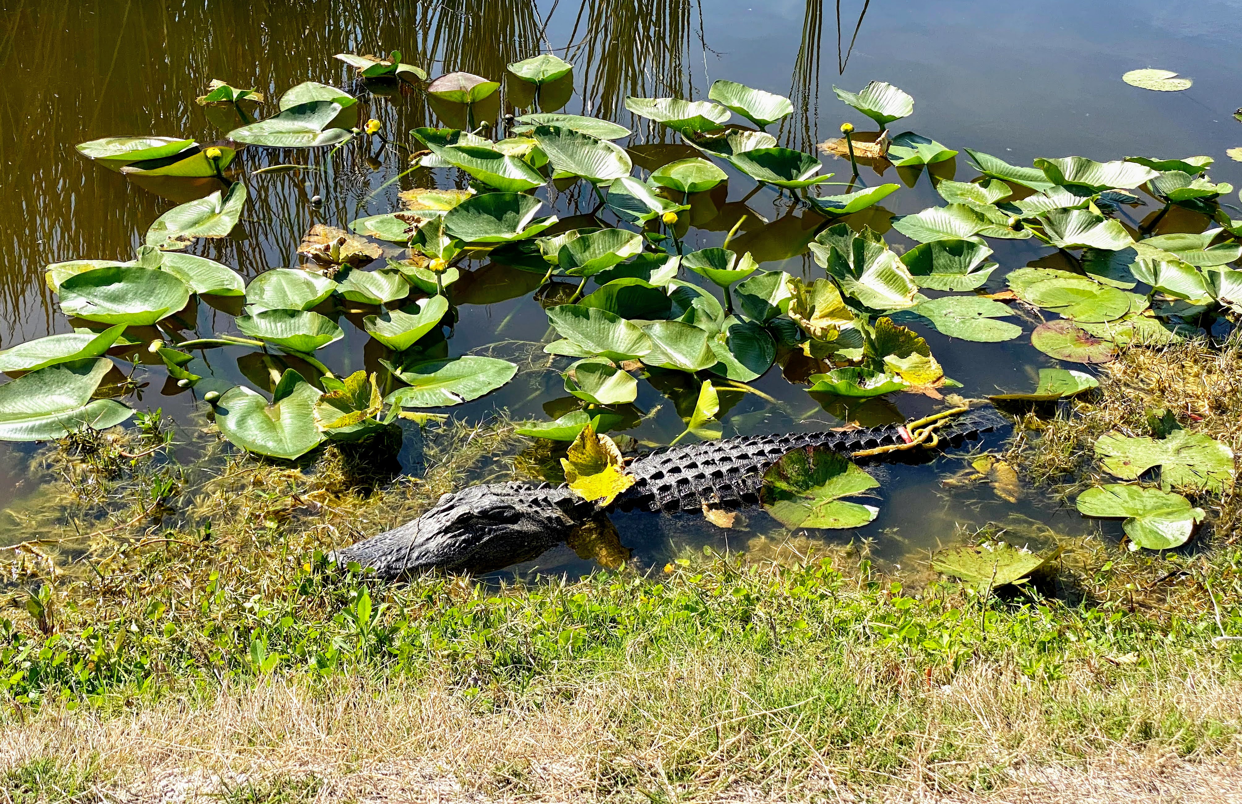 gator in the lilypads