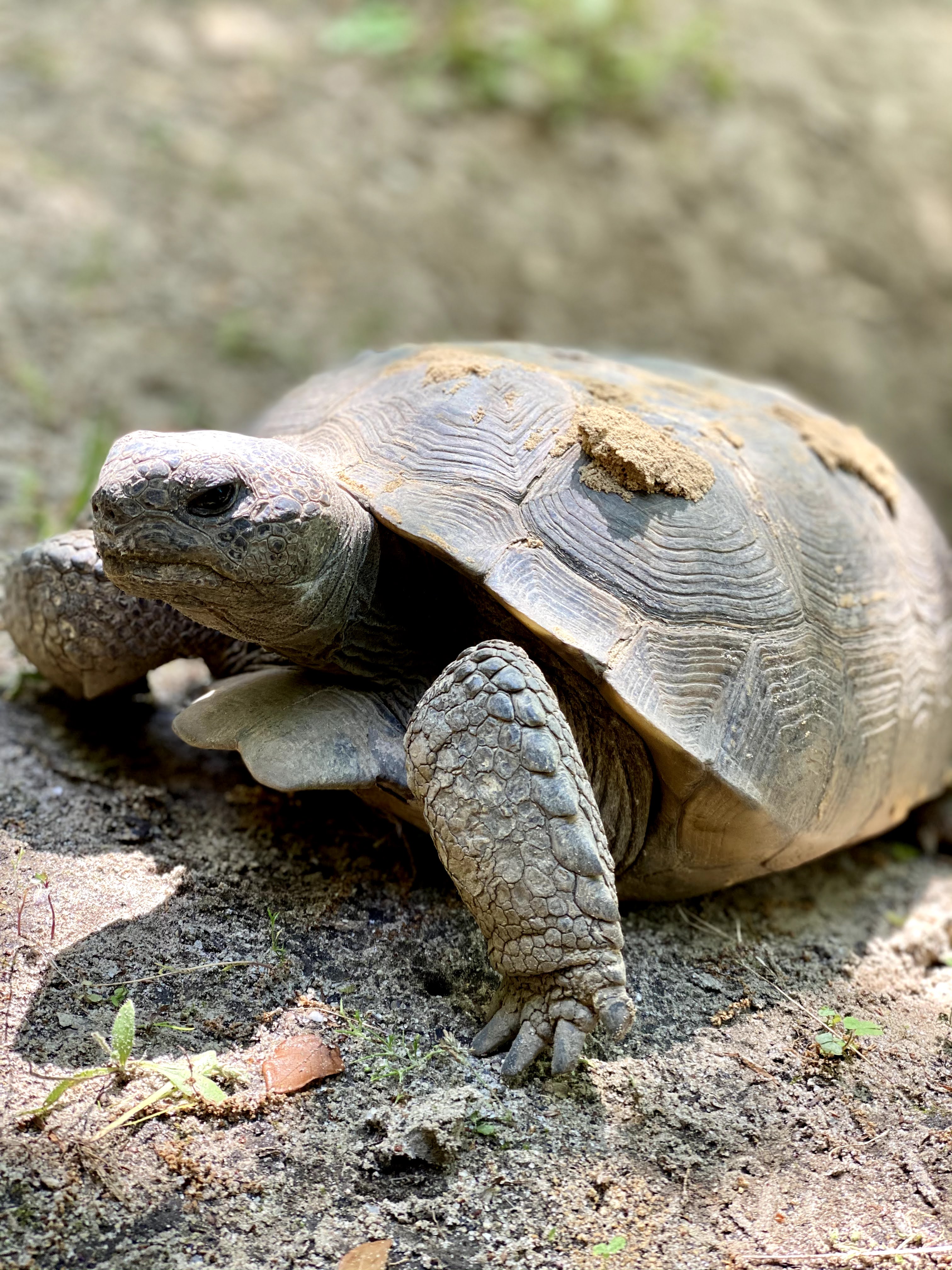 Tortoise at Oatland