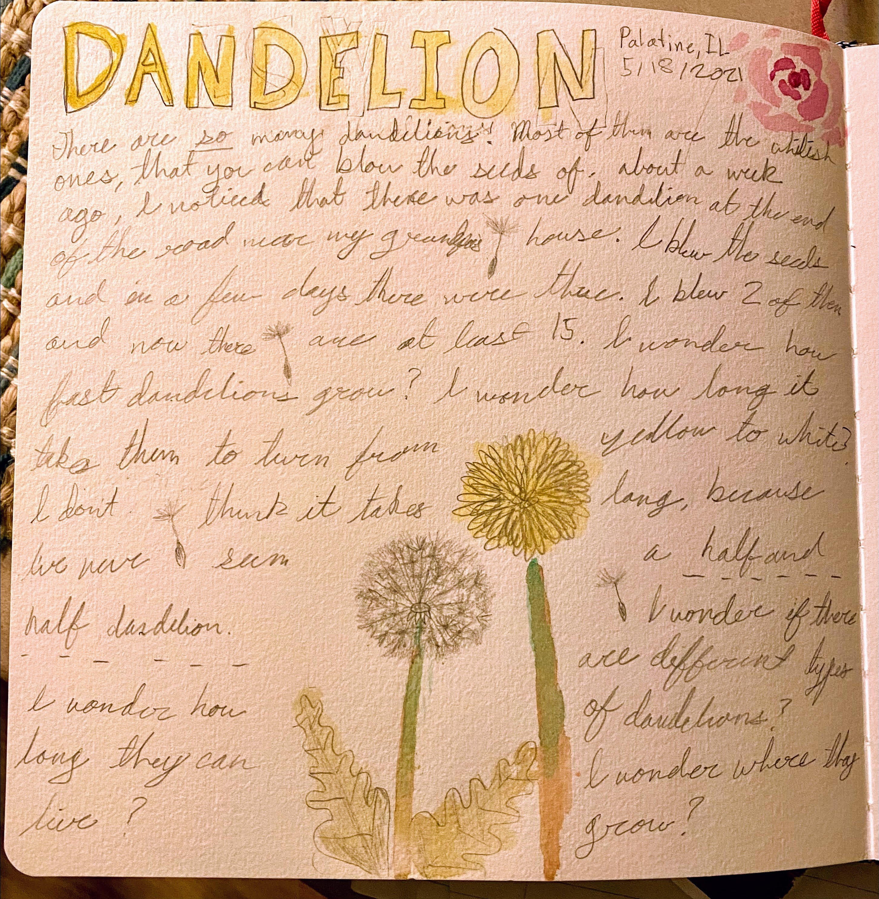 Dandelion NJ Audrey