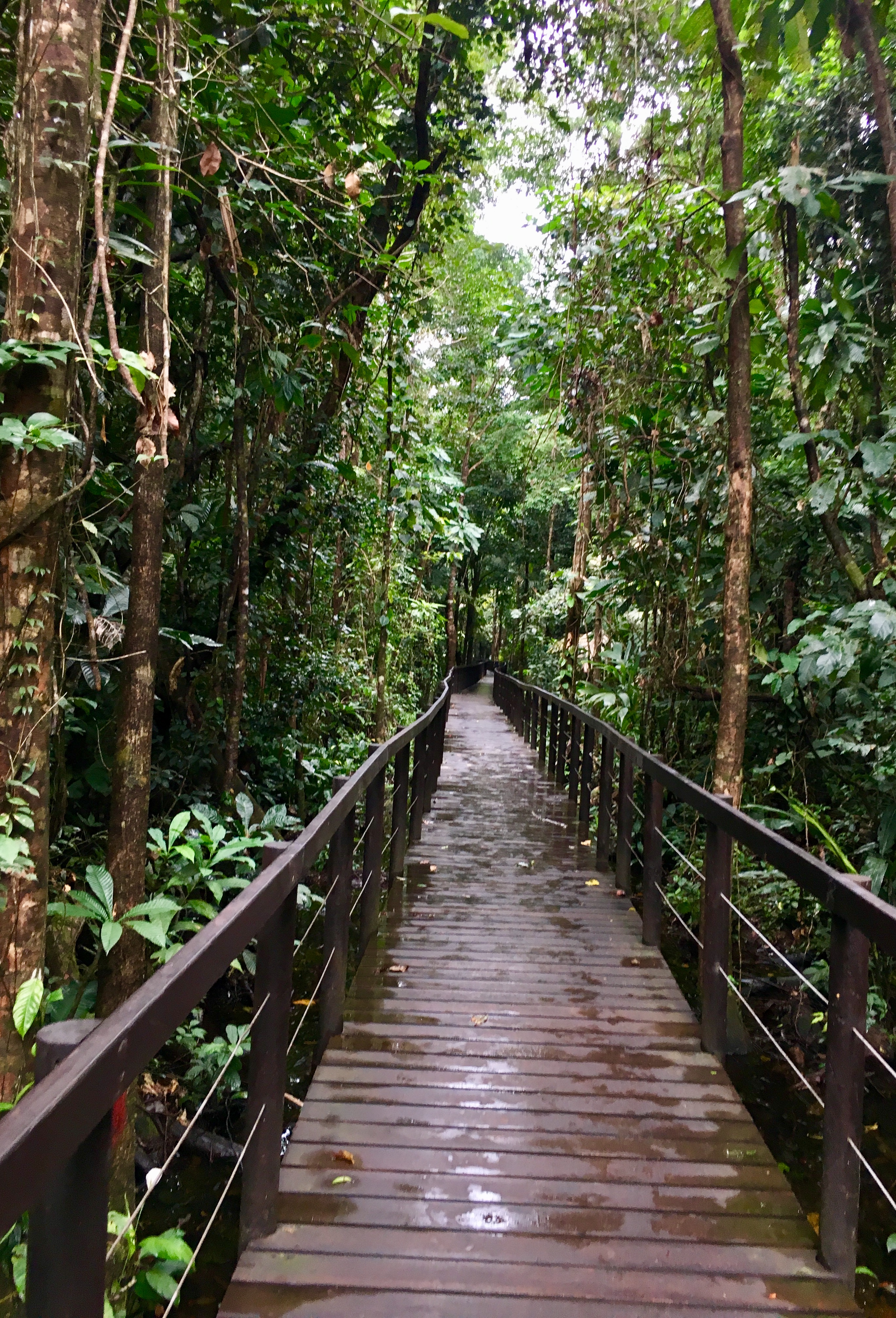 boardwalk through the jungle