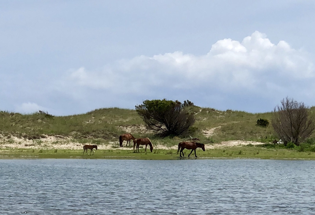 Shackleford Banks